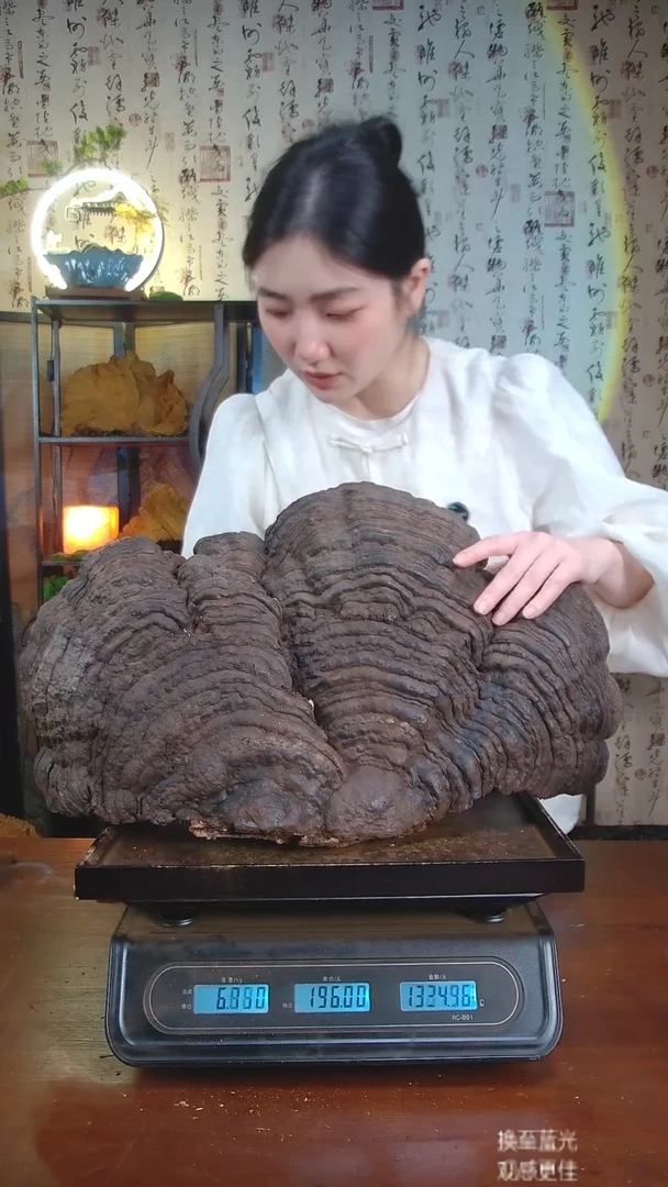 红缘拟层孔菌中国大陆【藏区 野生】红缘树舌（12.48斤）120-130年份