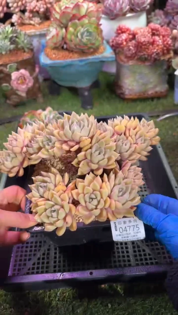 【闪购商品】04775