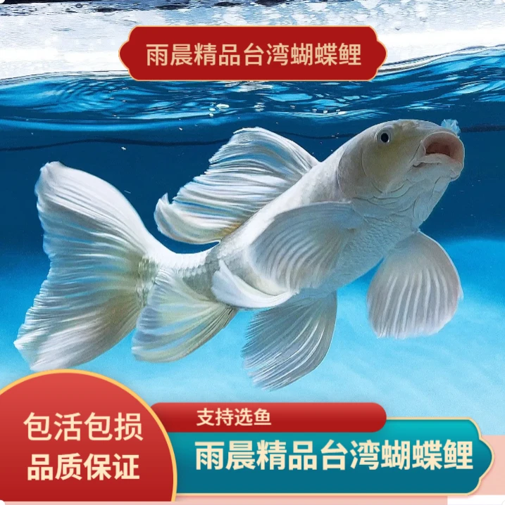 台湾石膏白精品蝴蝶鲤普身短身球体大旗大尾厚旗血统纯正