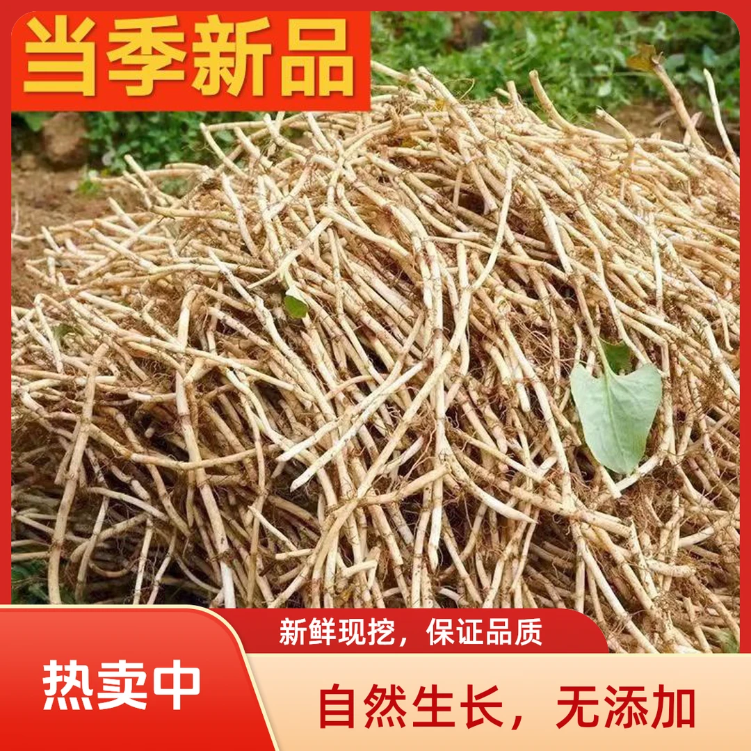 【新根上市】新鲜现挖带泥鱼腥草鲜嫩折耳根节节根嫩根凉拌蔬菜下饭