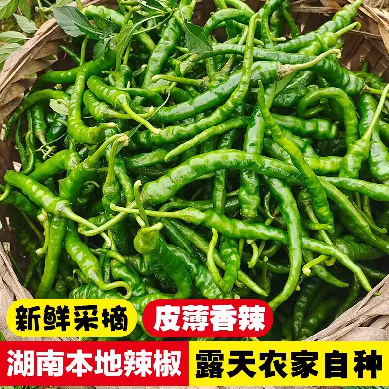 湖南耒阳本地土辣椒农村新鲜辣椒现摘农家自种嫩辣椒薄皮青辣椒