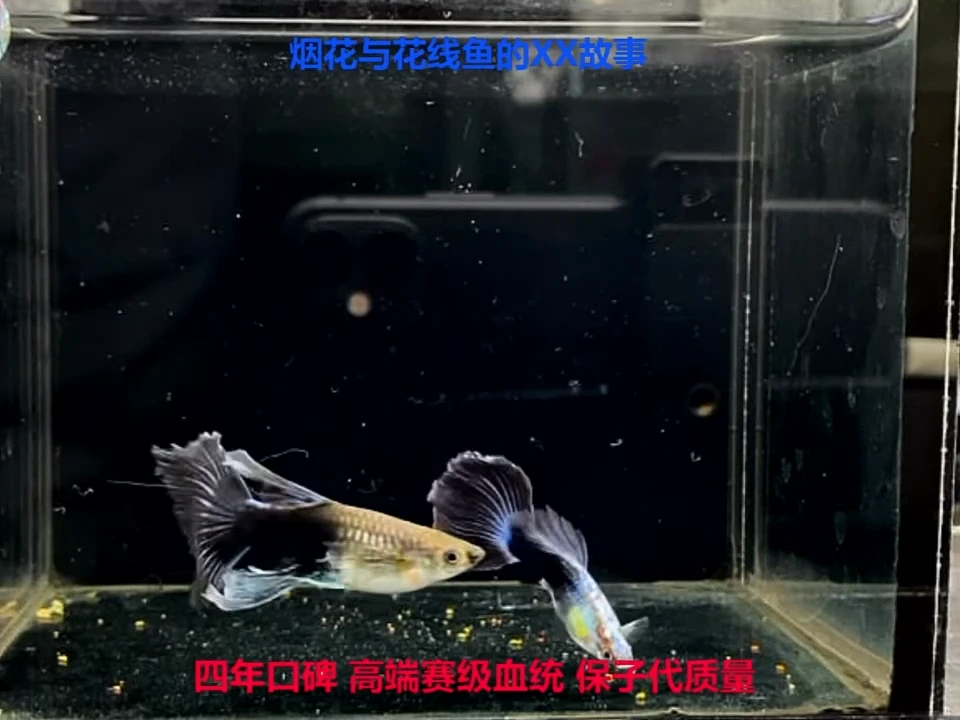 孔雀鱼7缸艾尔银蓝礼服1对