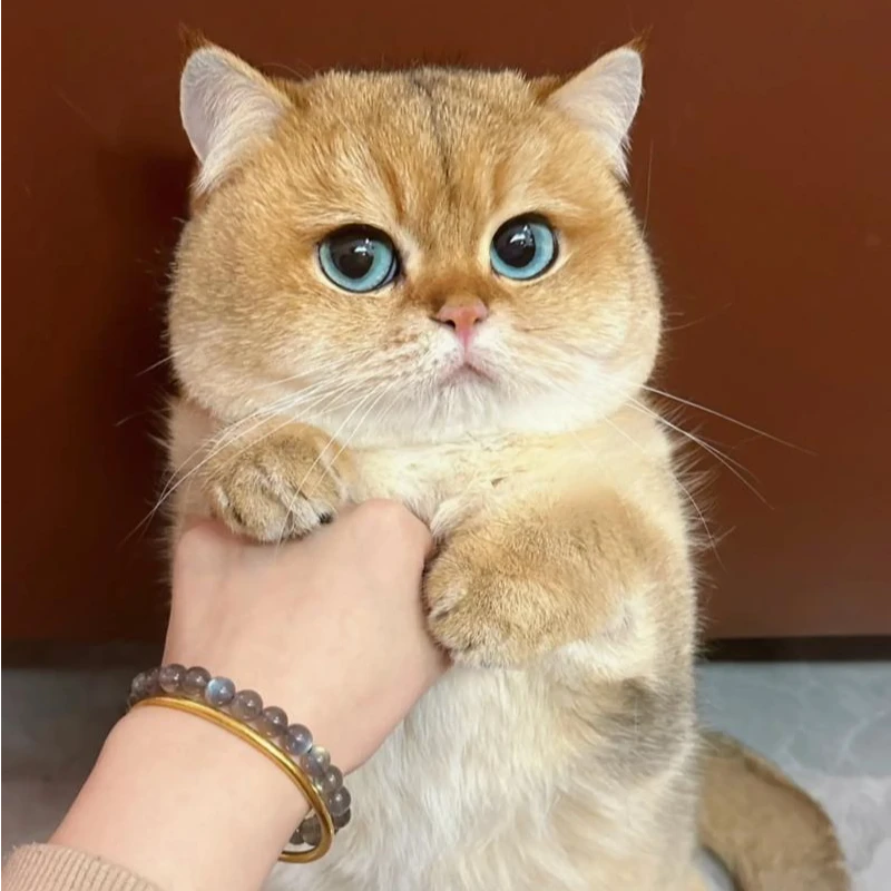【金渐层宠物】性格好纯品种猫咪新手养猫全品种精品萌宠