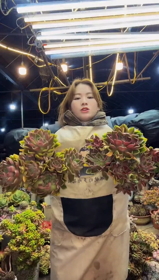 【闪购商品】紫气东来脱土包邮