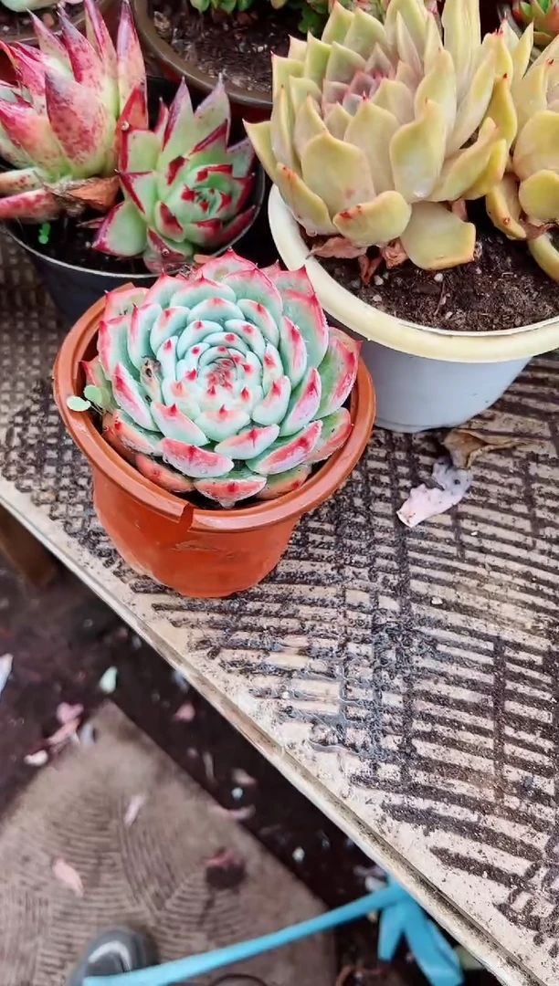 雨**。多肉植物一物一拍08119