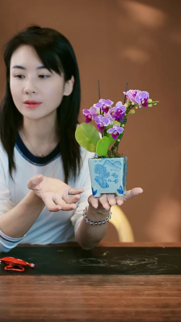 【闪购商品】盆景小美人 青花