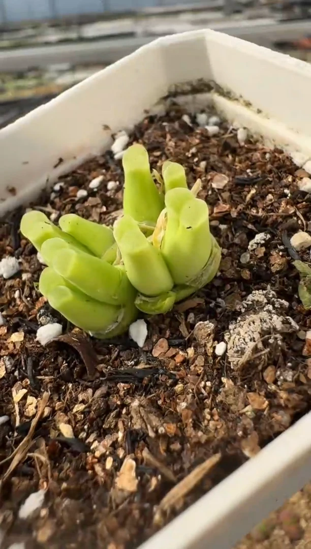 【闪购商品】2.5-53