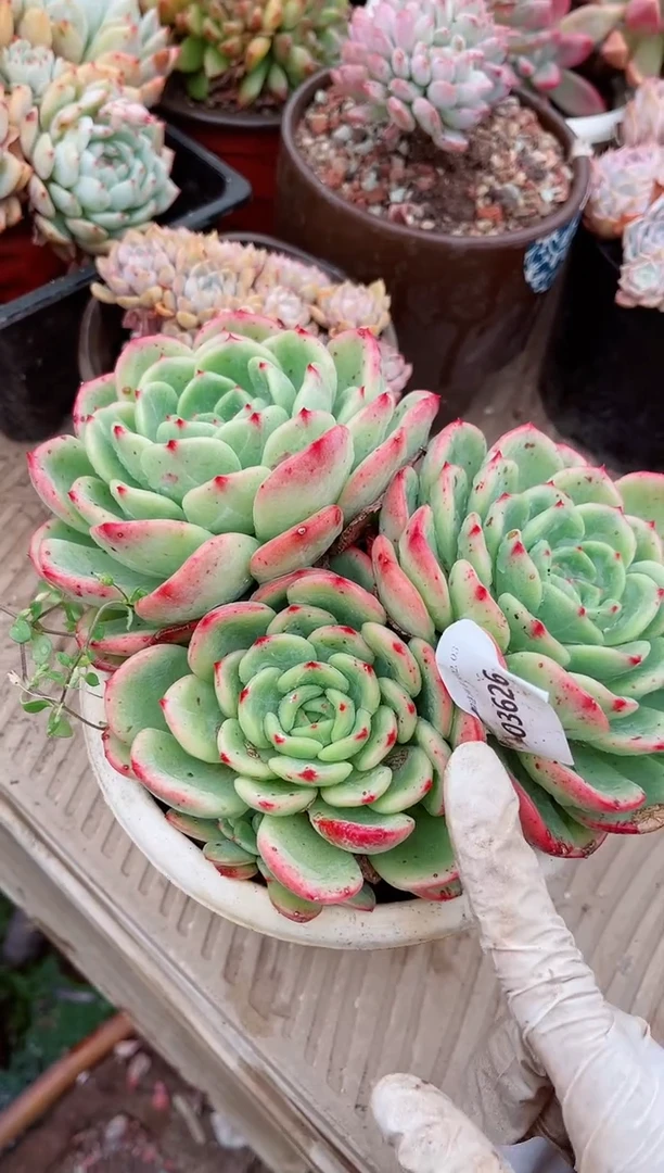 【闪购商品】03626