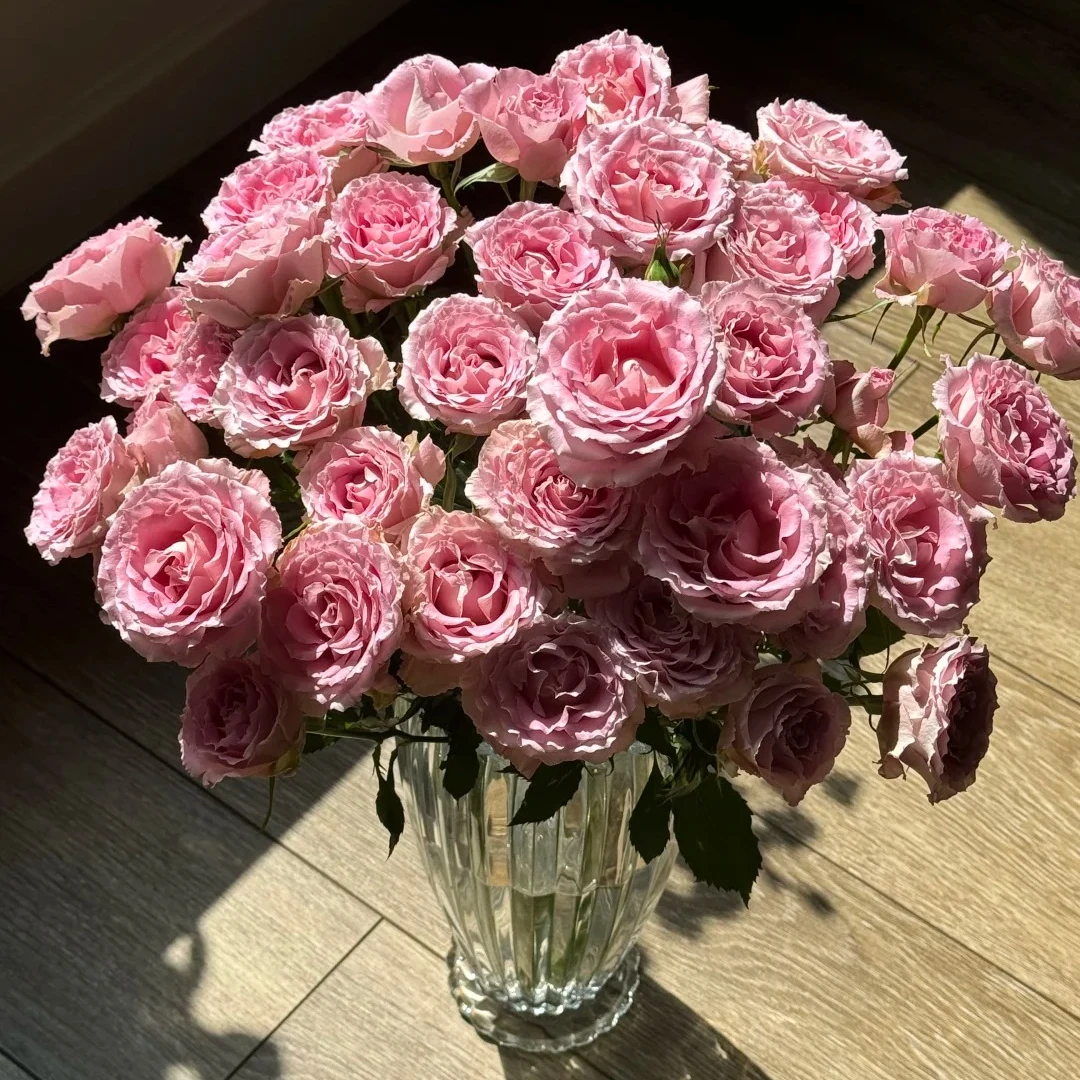 【今喜花舍】（多头）汐瑶 多头玫瑰 一单顺丰冷链包邮
