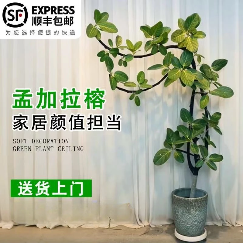 高山榕客厅绿植真花卉橡皮树盆栽好养办公室内大型植物孟加拉榕树