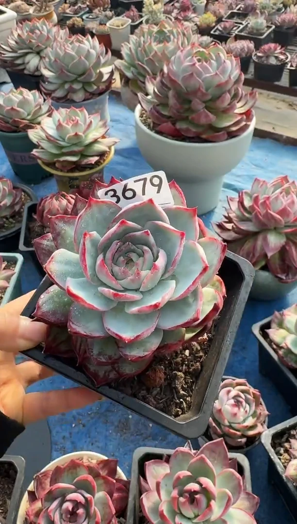 3679惊鸿仙子（裸根发货）