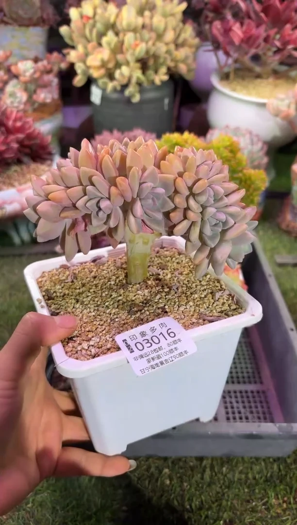 【闪购商品】03016