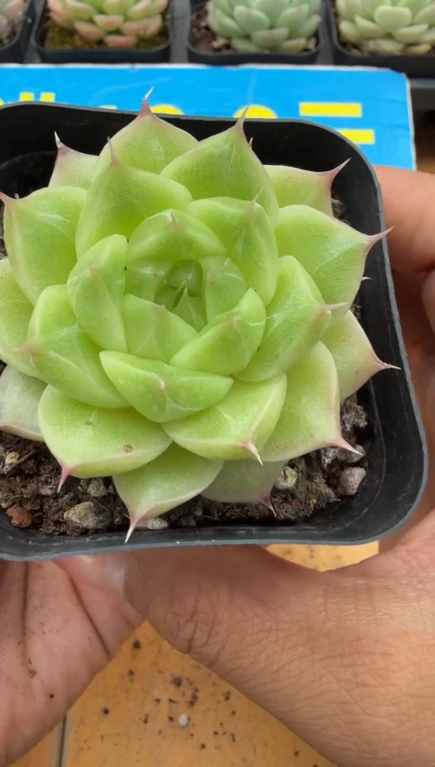 东云多肉园二店-68