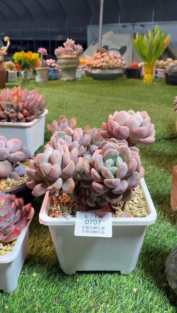 【闪购商品】0707a