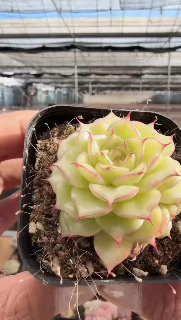 东云多肉园新款-354