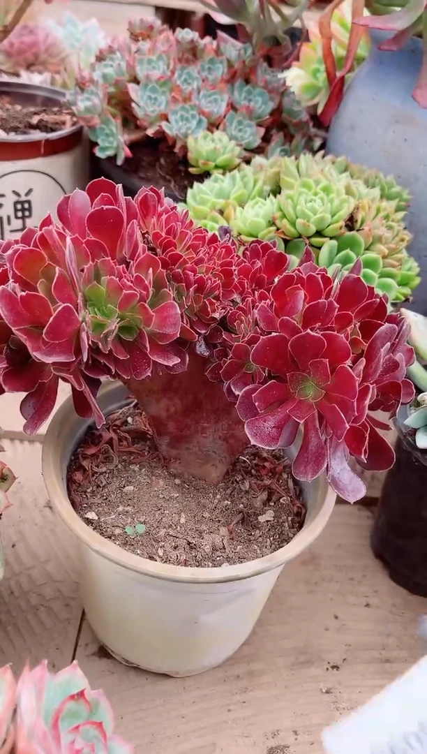 阳****！多肉植物26090