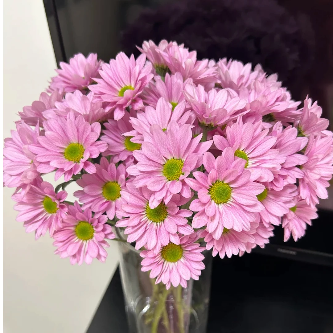 【云镜物语】粉色三文鱼小雏菊|两单顺丰/德邦空运