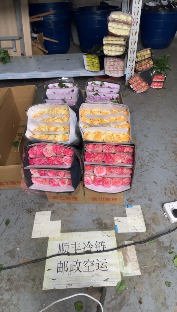 艾沙20枝+香槟20枝+海洋之歌20枝