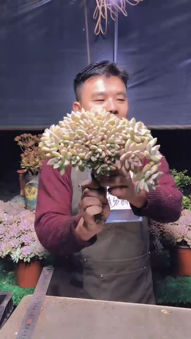 239雪缀化一物一拍