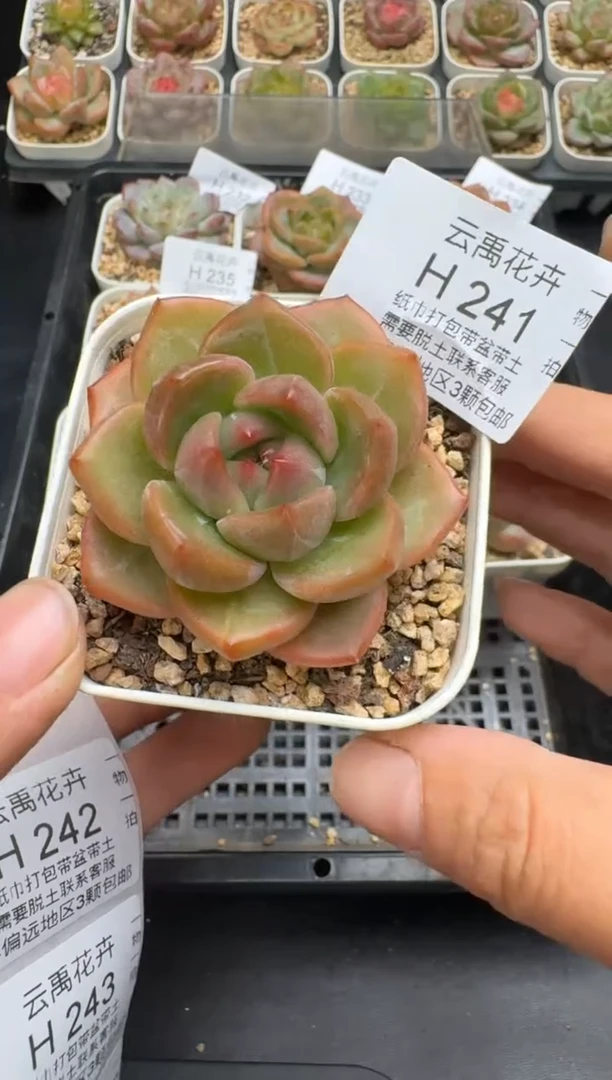 241H云禹多肉植物 带盆土纸巾打包 当天拍3颗包邮