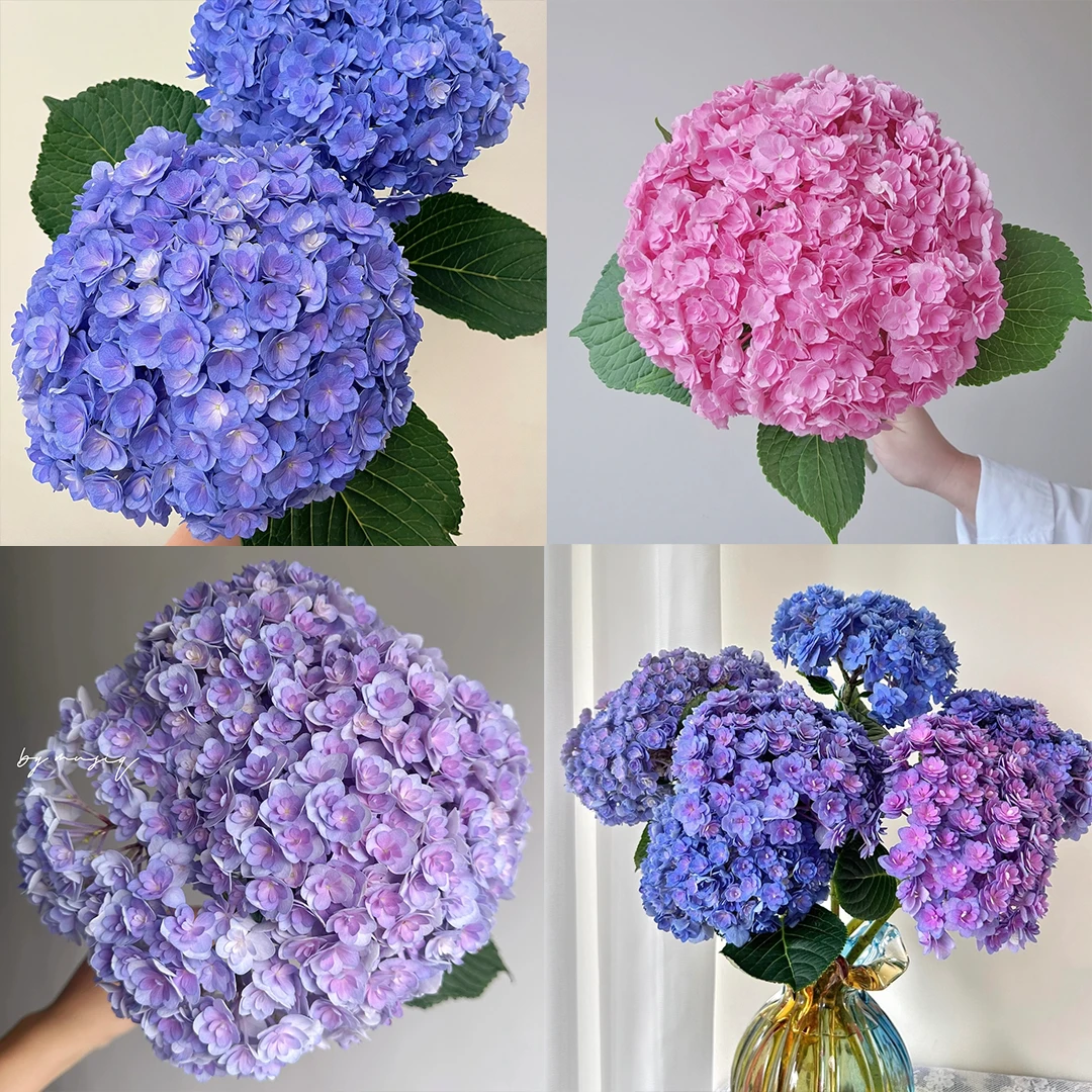 『重瓣绣球1枝』蓝紫粉随机发货  全场任意2单鲜花顺丰京东包邮 三单鲜花送玻璃花瓶 绣球直播次日达