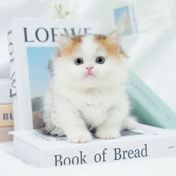 一菲家喵骑士帕拉——金加白拿破仑可爱弟弟宠物猫