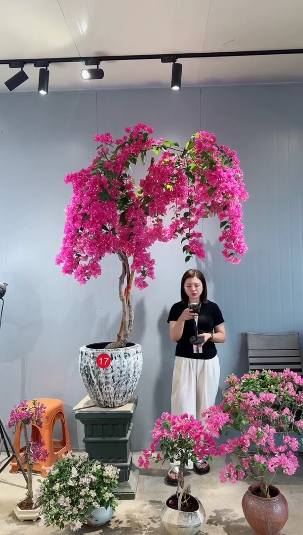 全部花朵漳红樱三角梅