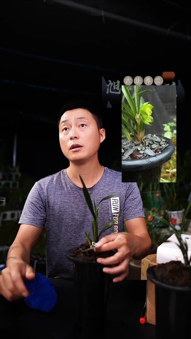 当前无花栽培后可以开花老*春兰-绿云（一物一拍）