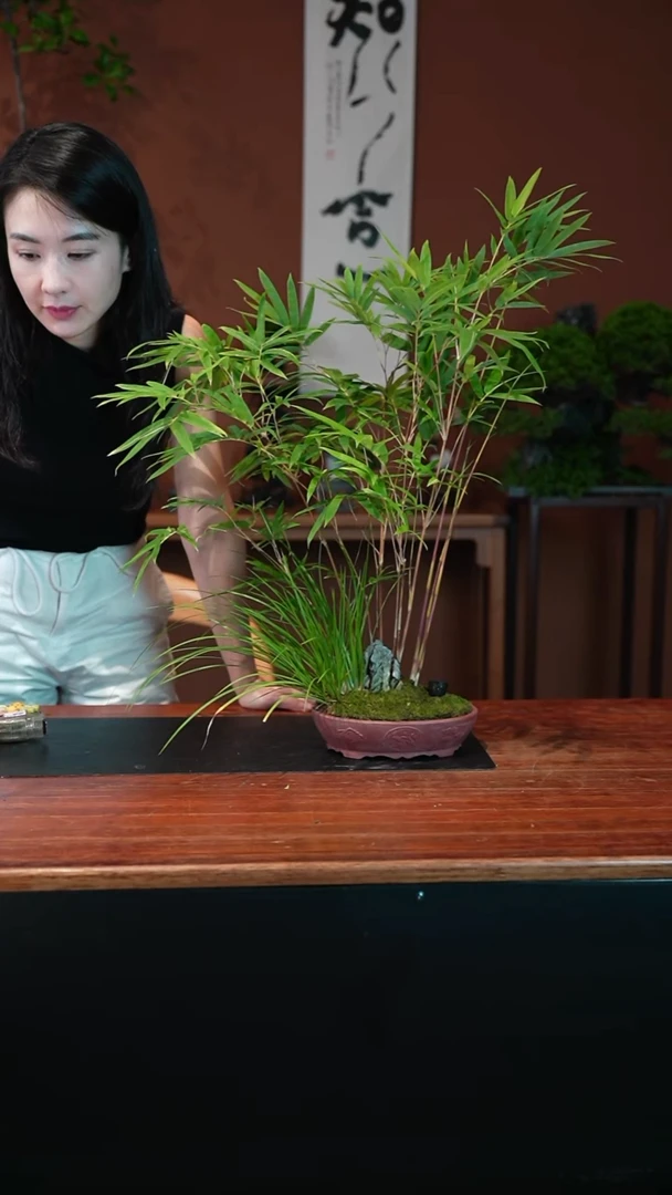无花朵鼎****炖红观音竹盆景盆景盆景