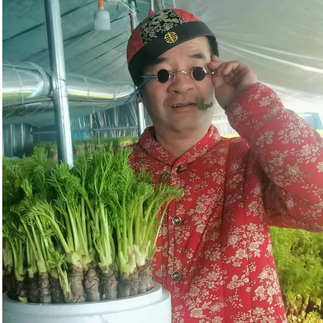 【东北反季山野菜刺嫩芽】新鲜绿色无污染