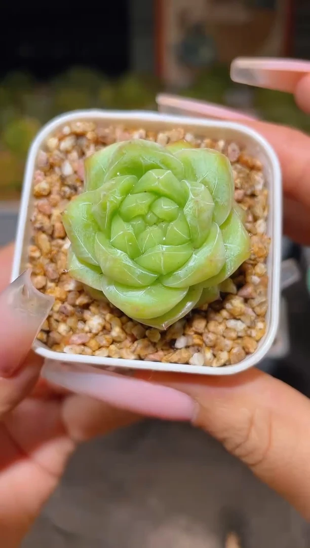 919明兰一物一拍