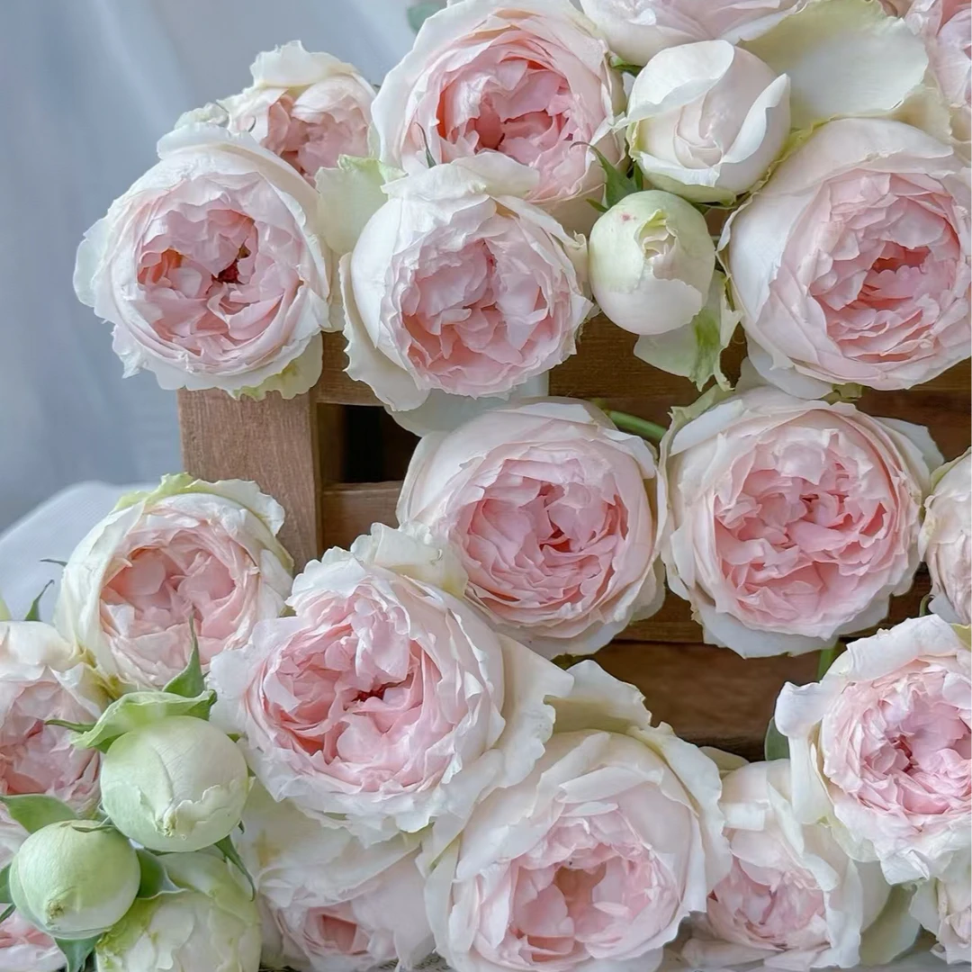 【独鬏鬏优选】A级鲜花 [幻羽] 多头玫瑰 花头干净高级基地现摘