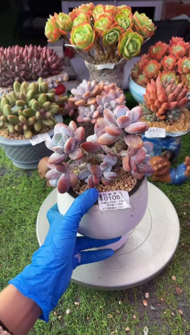 昆明印象多肉01081