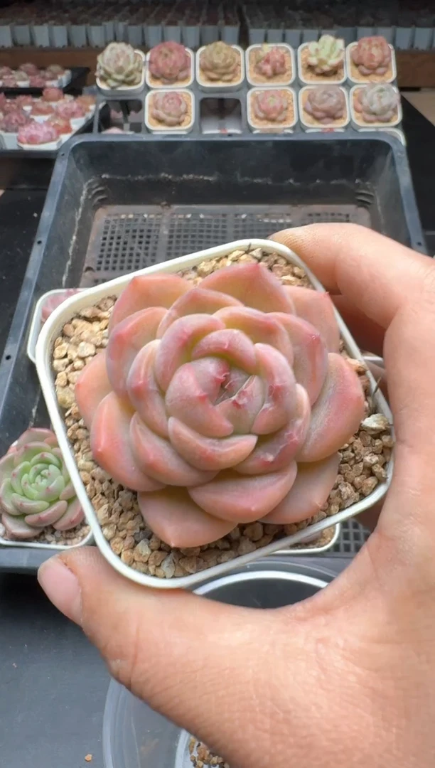 【闪购商品】342A号一物一拍多肉花卉植物拍3颗起发