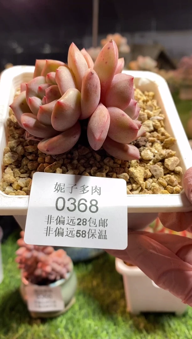 【闪购商品】0368a