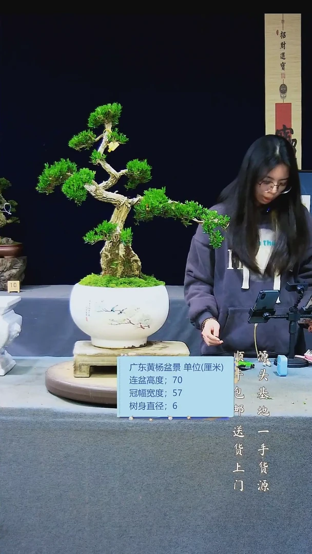 【闪购商品】黄杨盆景黄杨盆景
