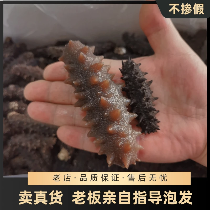 【国标特惠】高货高涨发高涨发多头干海参干货