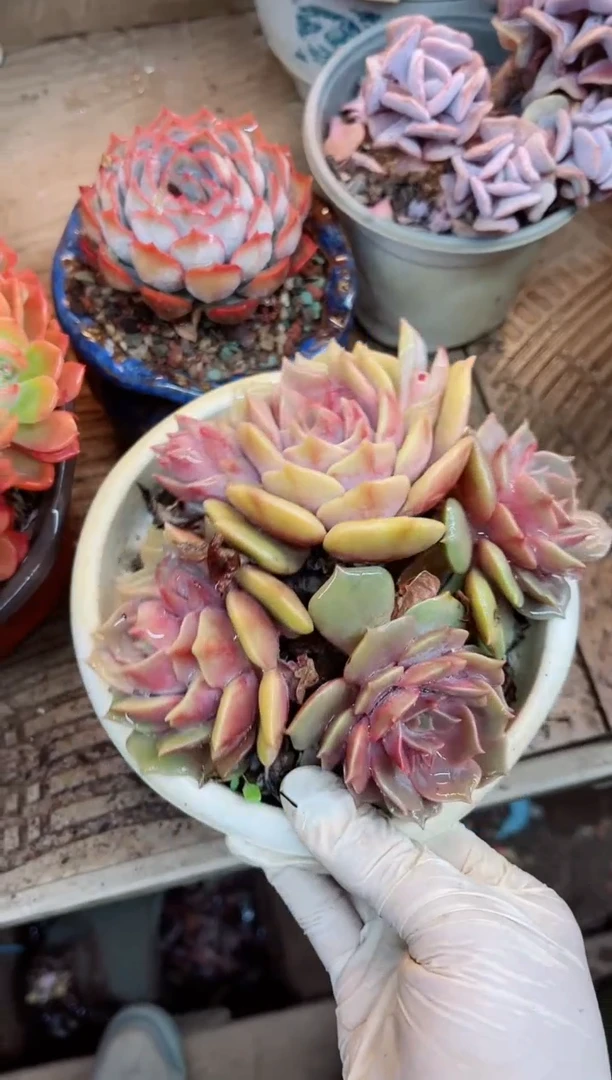 【闪购商品】09052