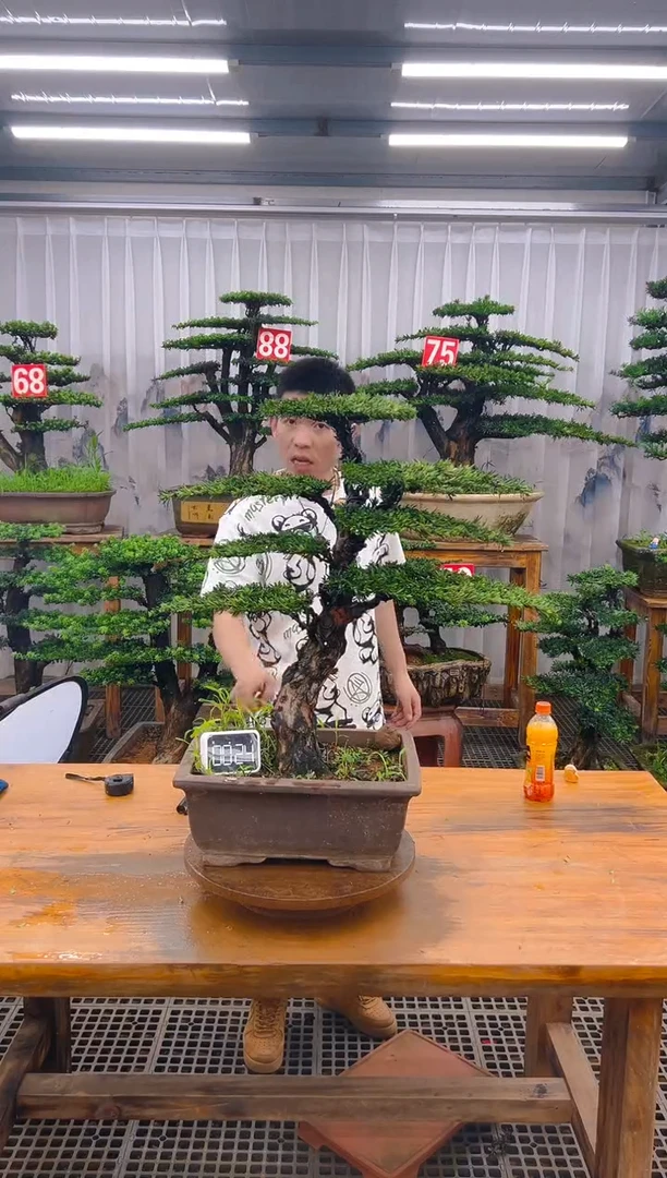 无花朵精品盆景直播间一物一拍