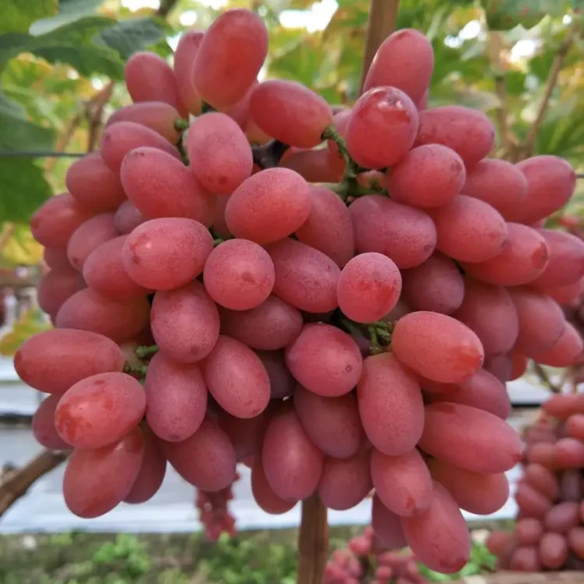 【现货速发】克伦生葡萄无籽红提爆甜多汁葡萄新鲜提子孕妇水果包邮