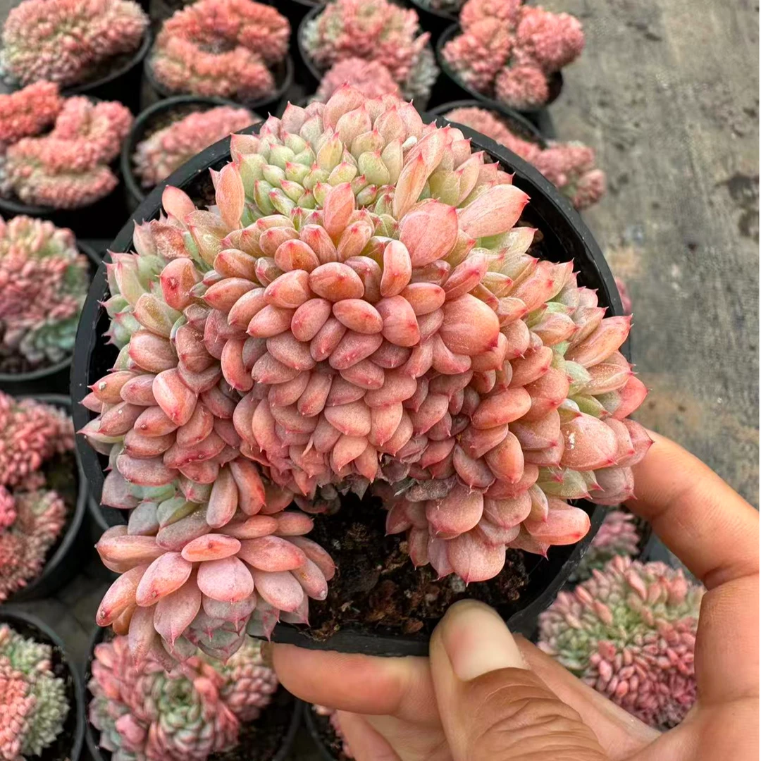 10#白胖子缀多肉植物 前男友精品多肉