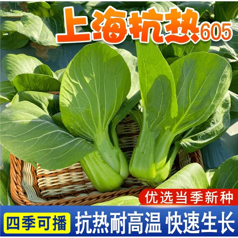 (拍2发3)绿娜青梗菜抗热605青菜种子苏州青种孑上海青阳台蔬菜籽