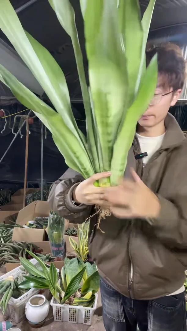【闪购商品】高脚白玉兰裸根3棵16.8