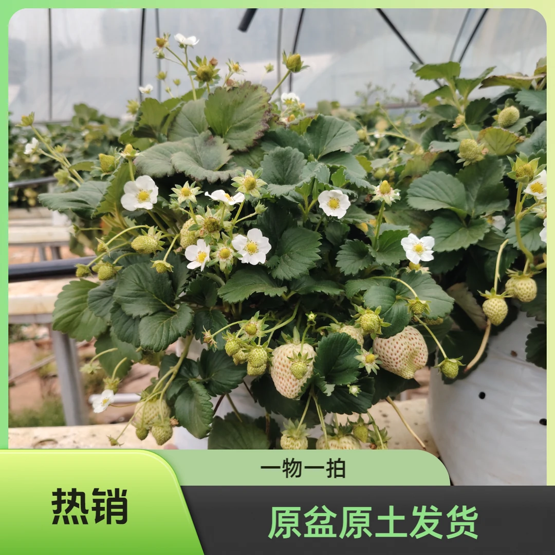 10升超大草莓盆栽(一物一拍)