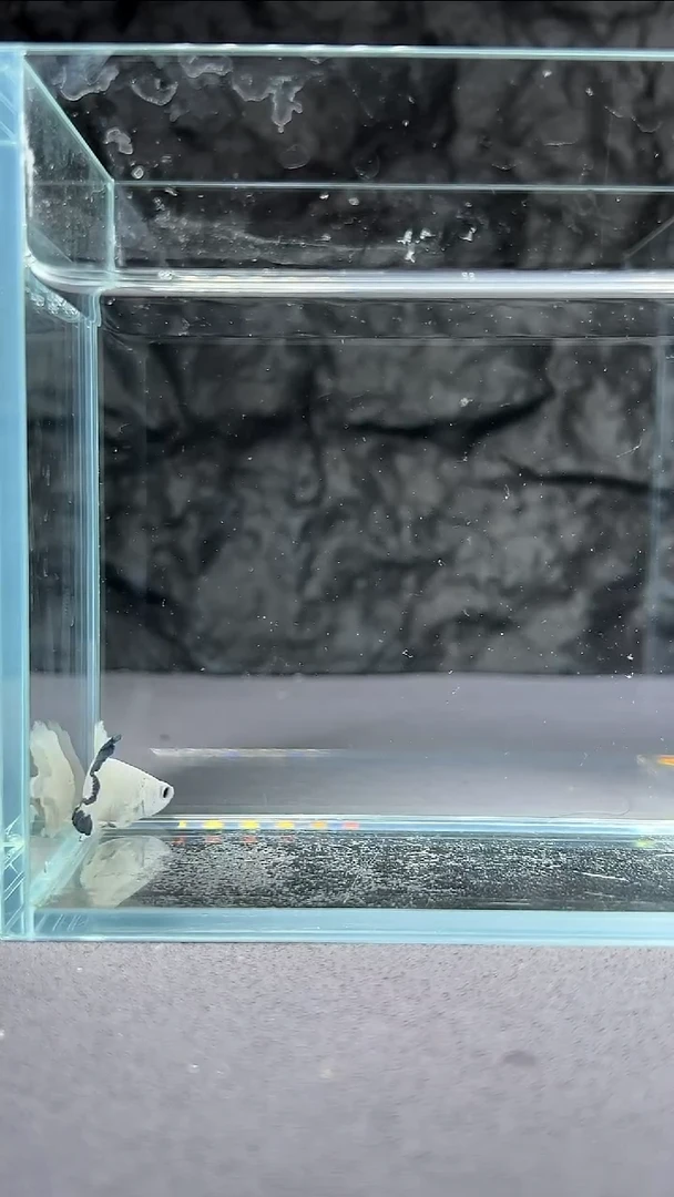 斗鱼竞拍链接171