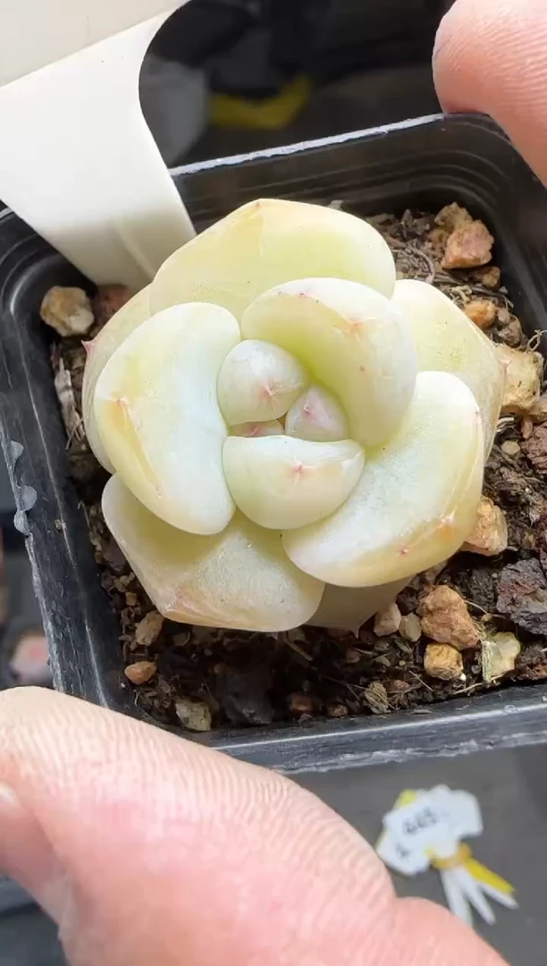 【闪购商品】一物一拍0216—444