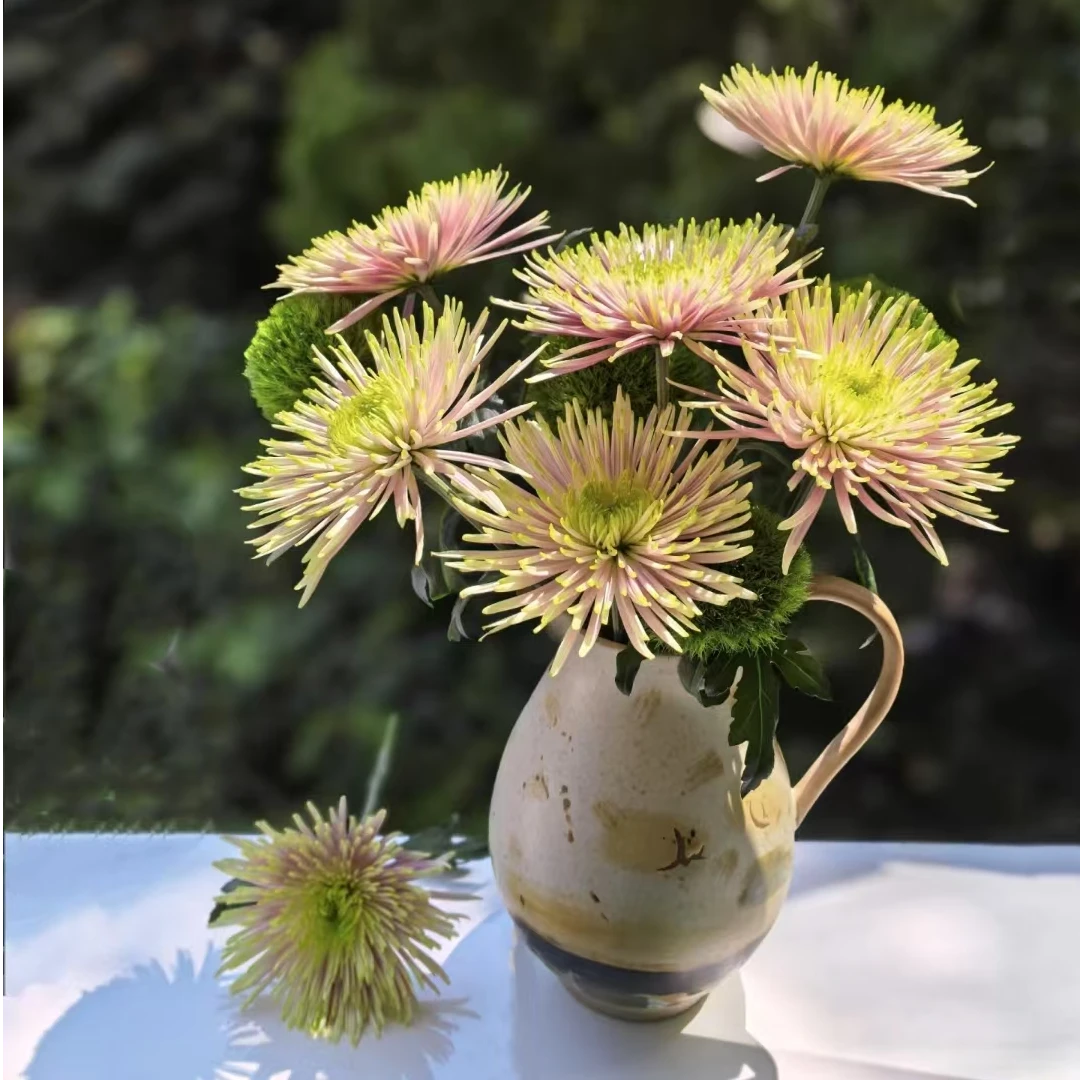 【一品花集】乌拉粉烟花小菊1扎花期长