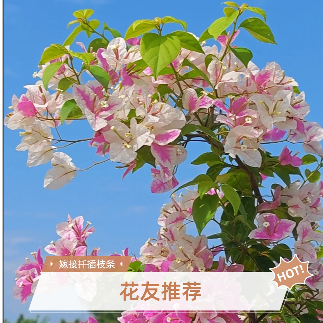 【漳红樱三角梅枝条】不带根对版剪叶【15个芽点】基地现剪 保湿发货