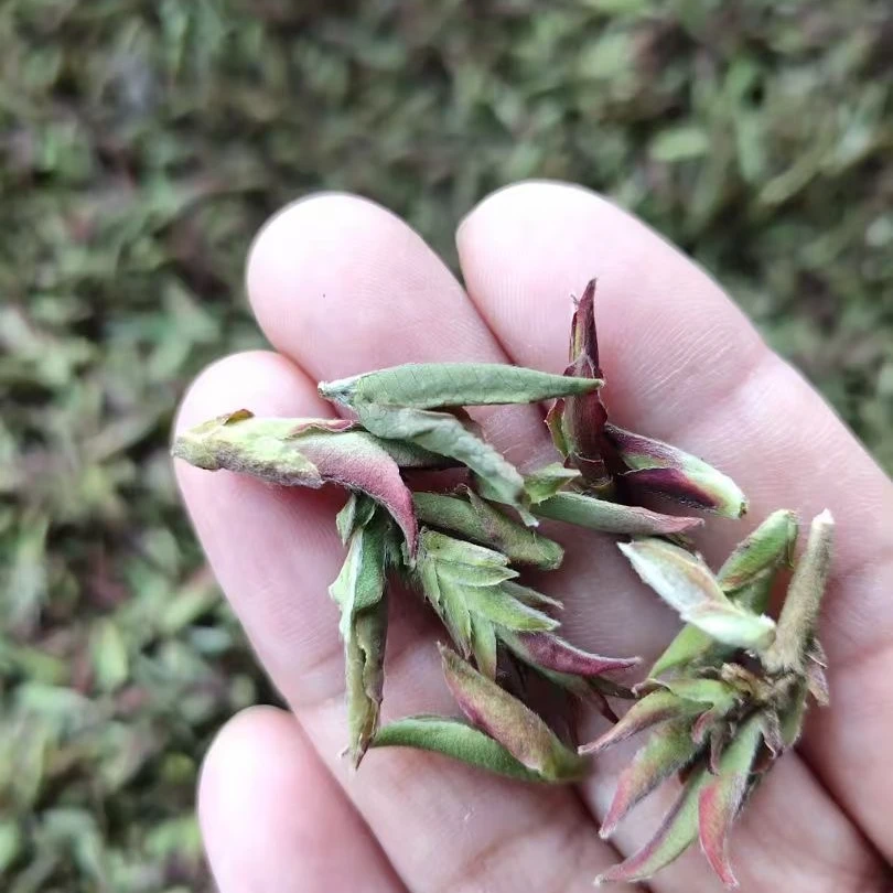 2025年永德大雪山野生紫芽生茶散茶500克/1000克