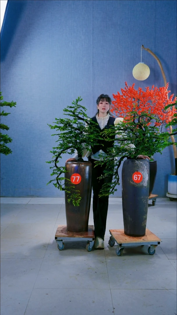 无花朵曾*77号树，67号的盆
